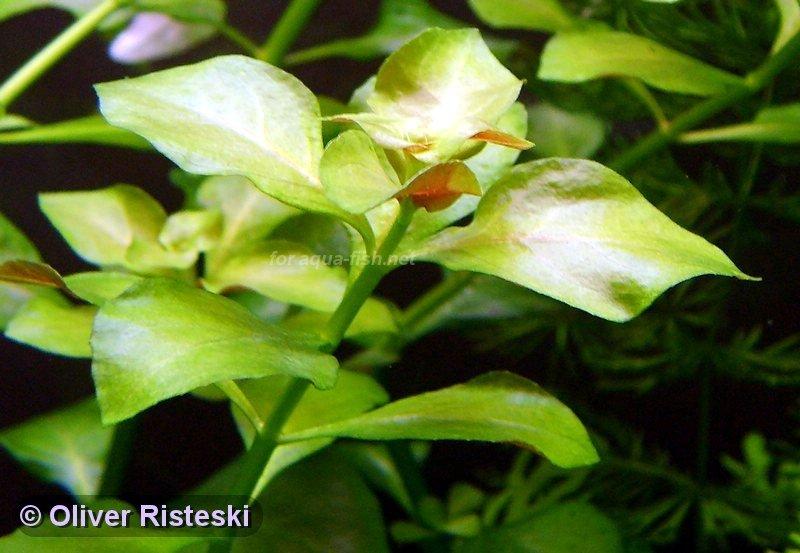 Ludwigia Repens